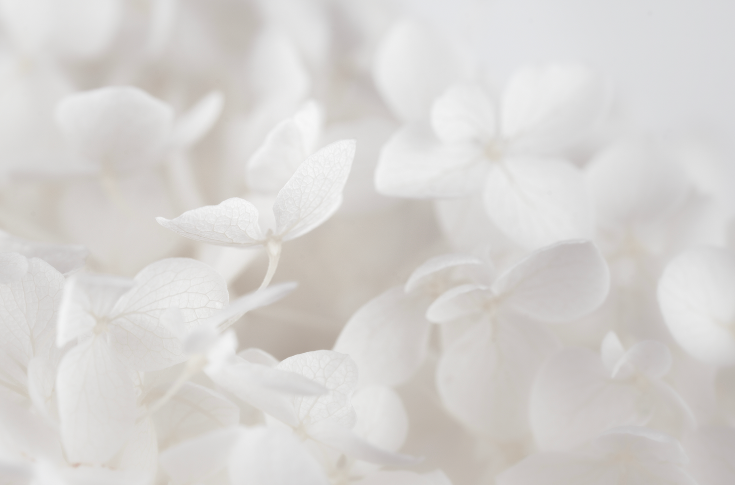 White Collection